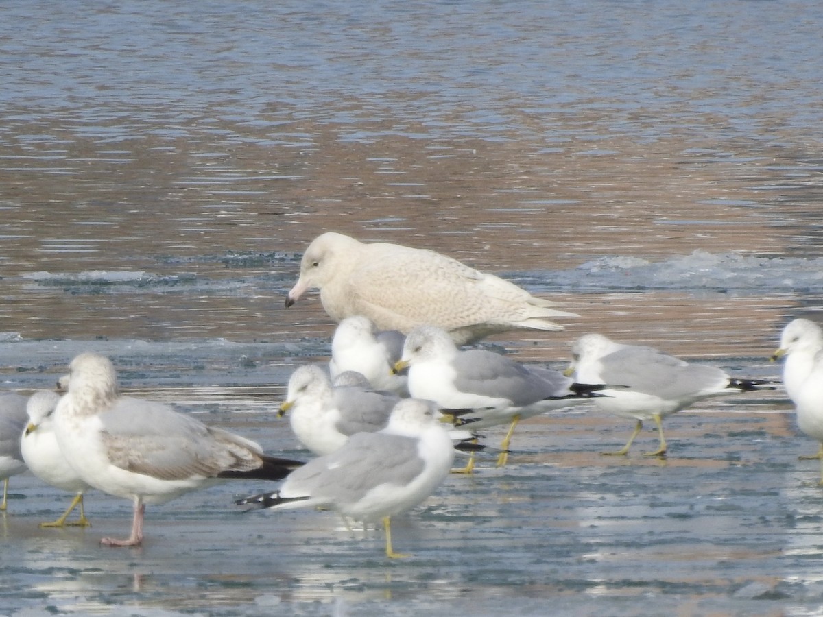 Glaucous Gull - ML628982032