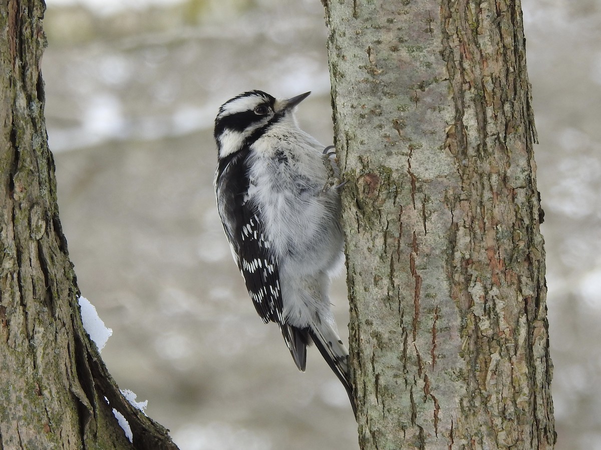 Downy Woodpecker - ML628982045