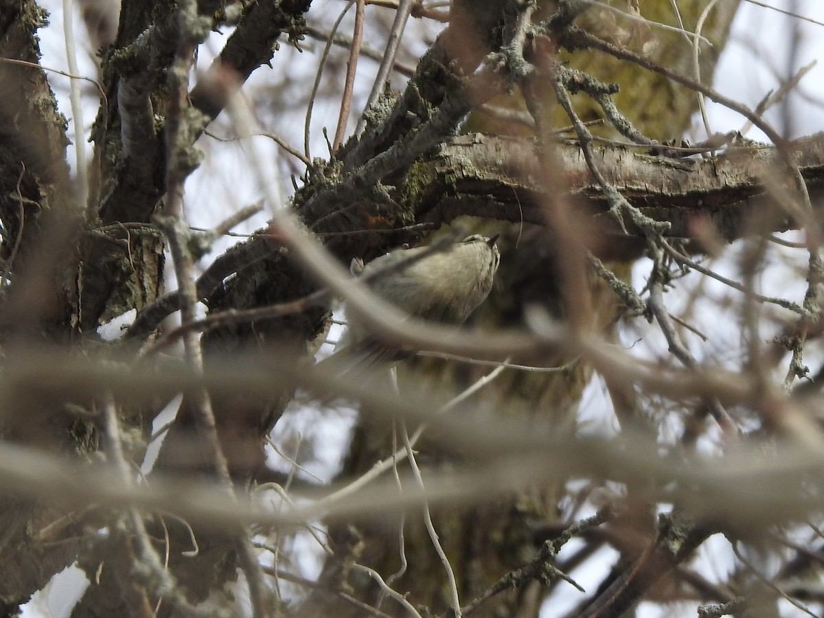 Golden-crowned Kinglet - ML628982053