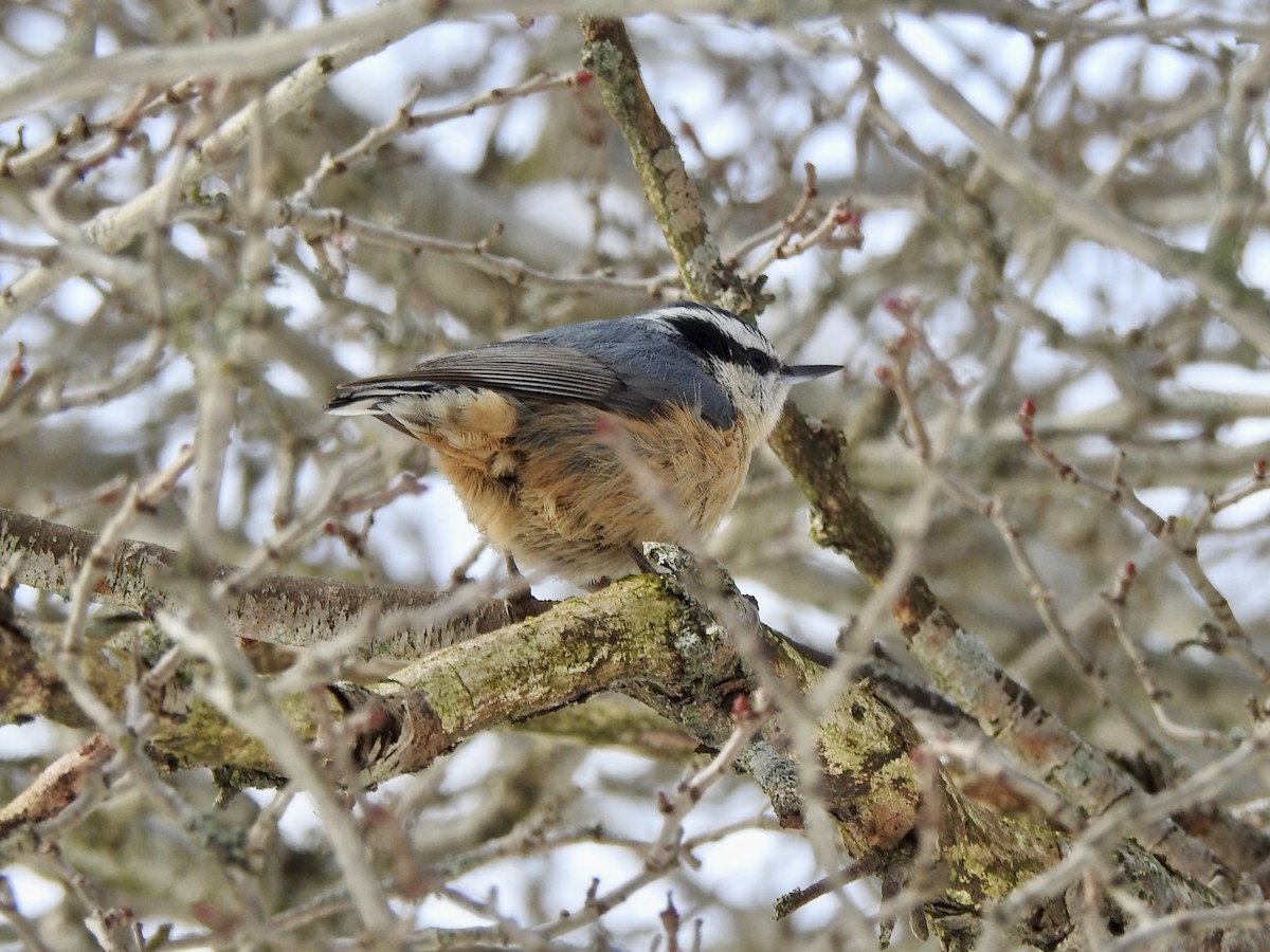 Red-breasted Nuthatch - ML628982055