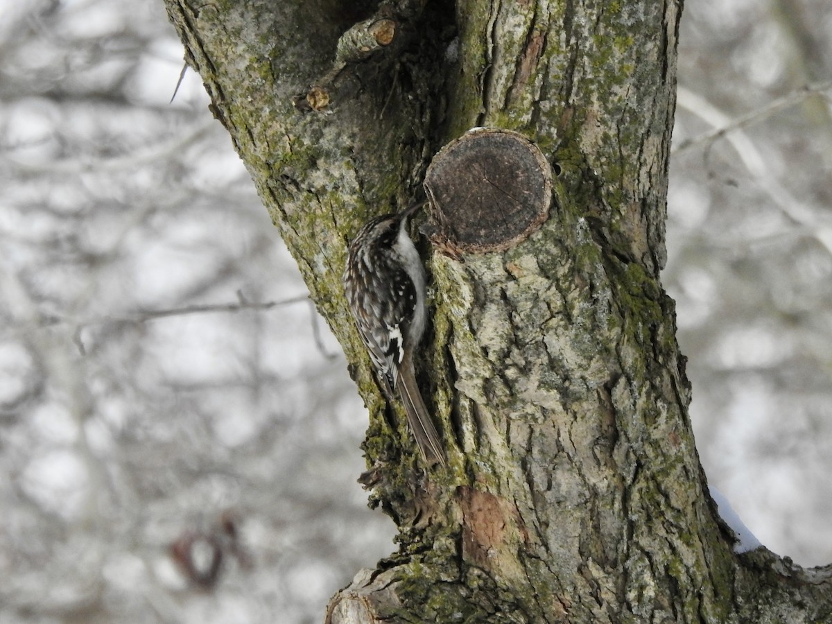 Brown Creeper - ML628982064