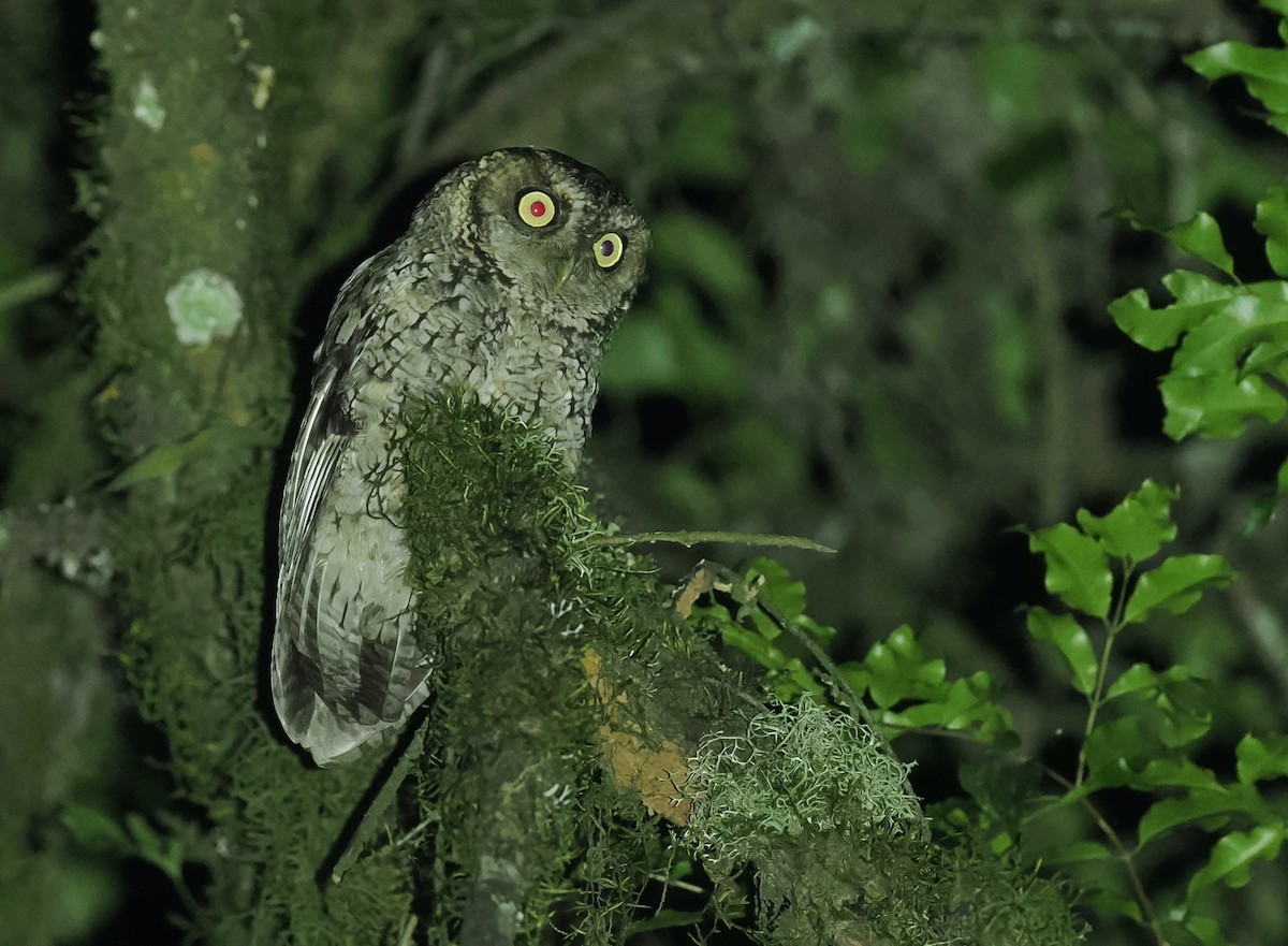 Montane Forest Screech-Owl - ML628982113