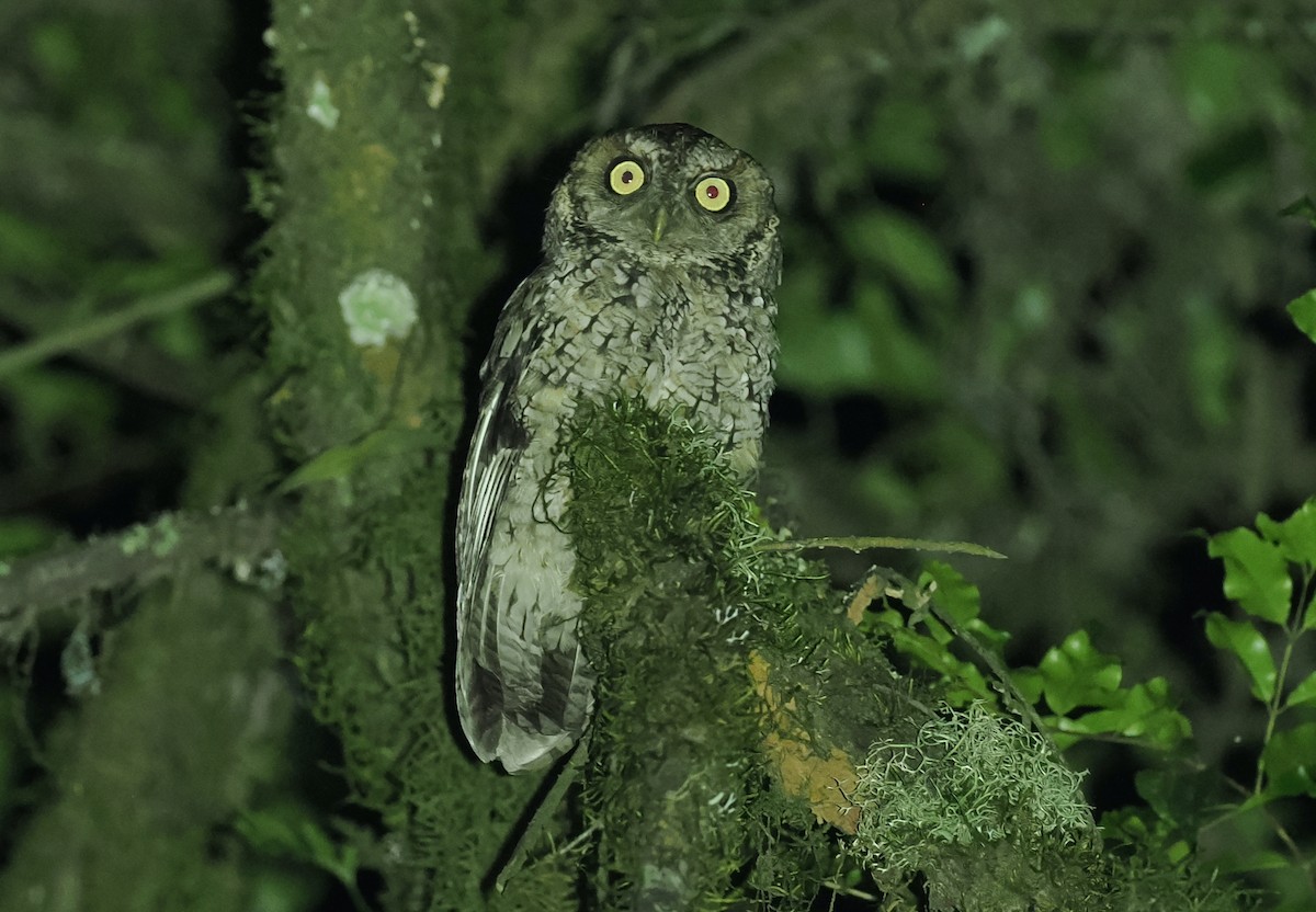 Montane Forest Screech-Owl - ML628982133