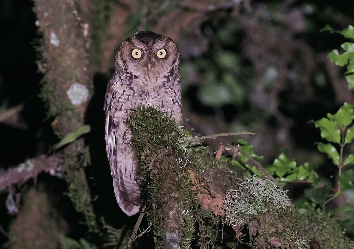 Montane Forest Screech-Owl - ML628982172