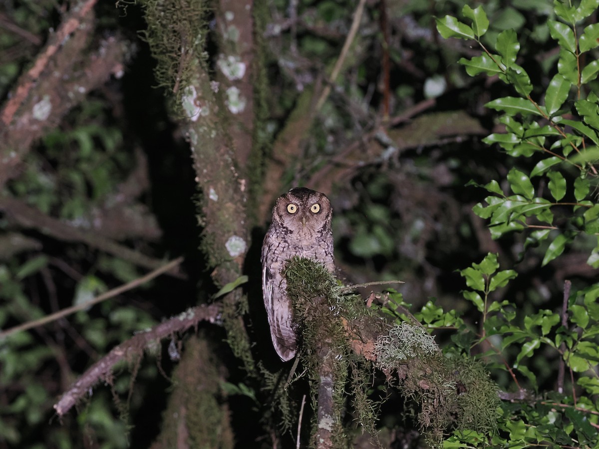 Montane Forest Screech-Owl - ML628982192