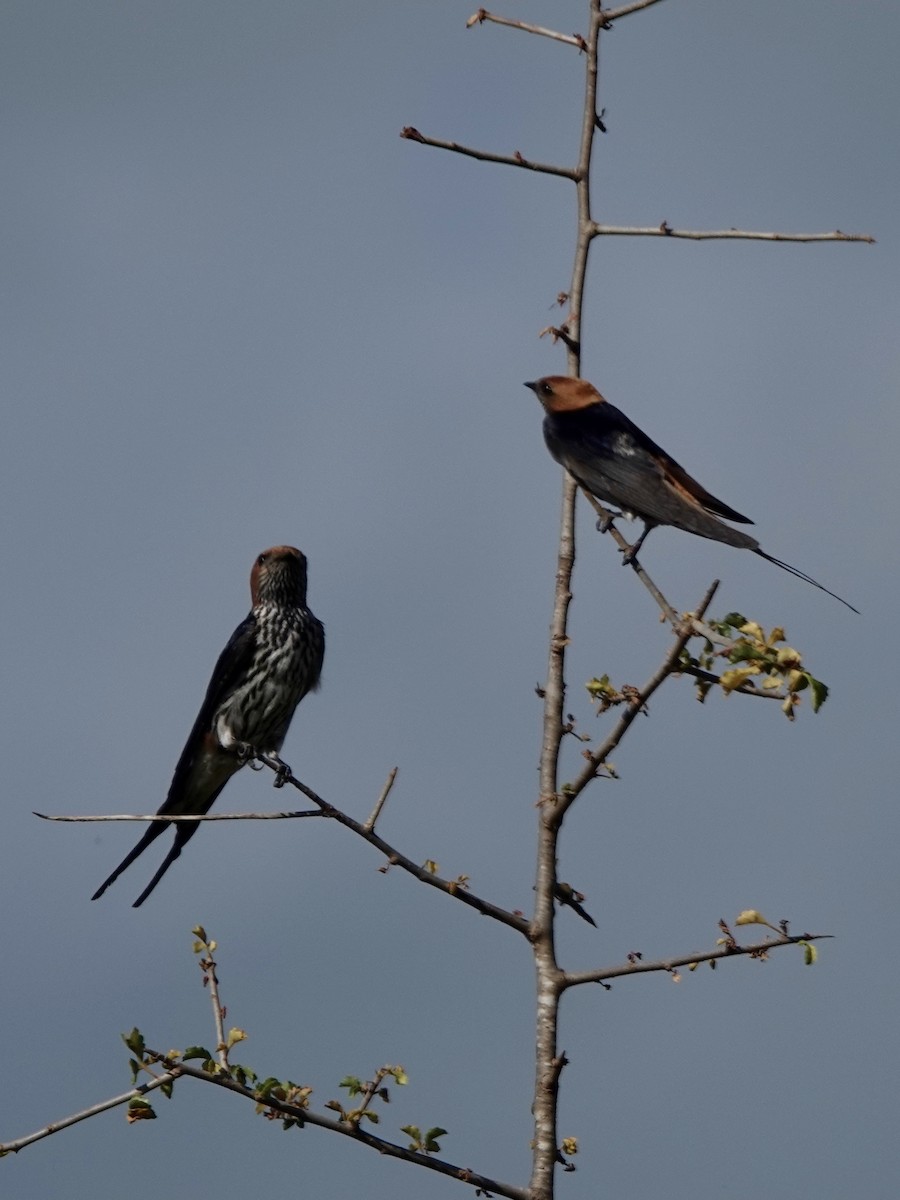 Lesser Striped Swallow - ML628982207