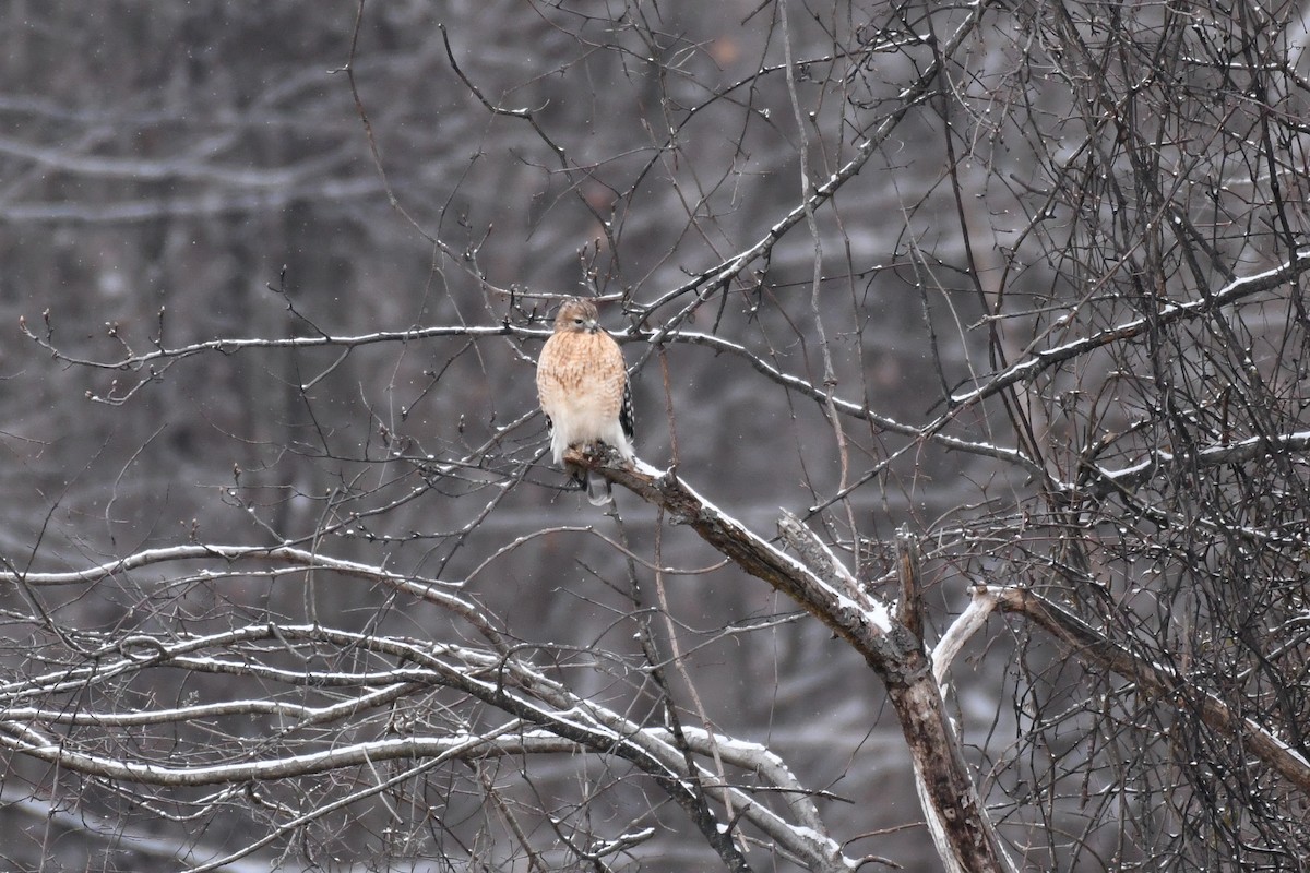 Red-shouldered Hawk (lineatus Group) - ML628982434
