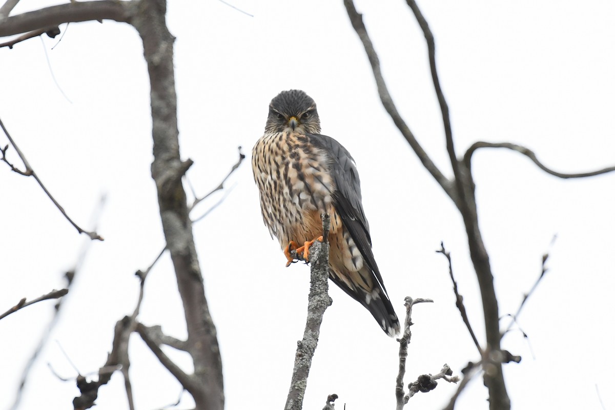 Merlin (Taiga) - ML628982438