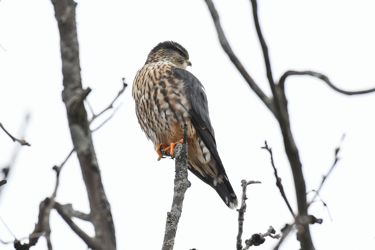 Merlin (Taiga) - ML628982439