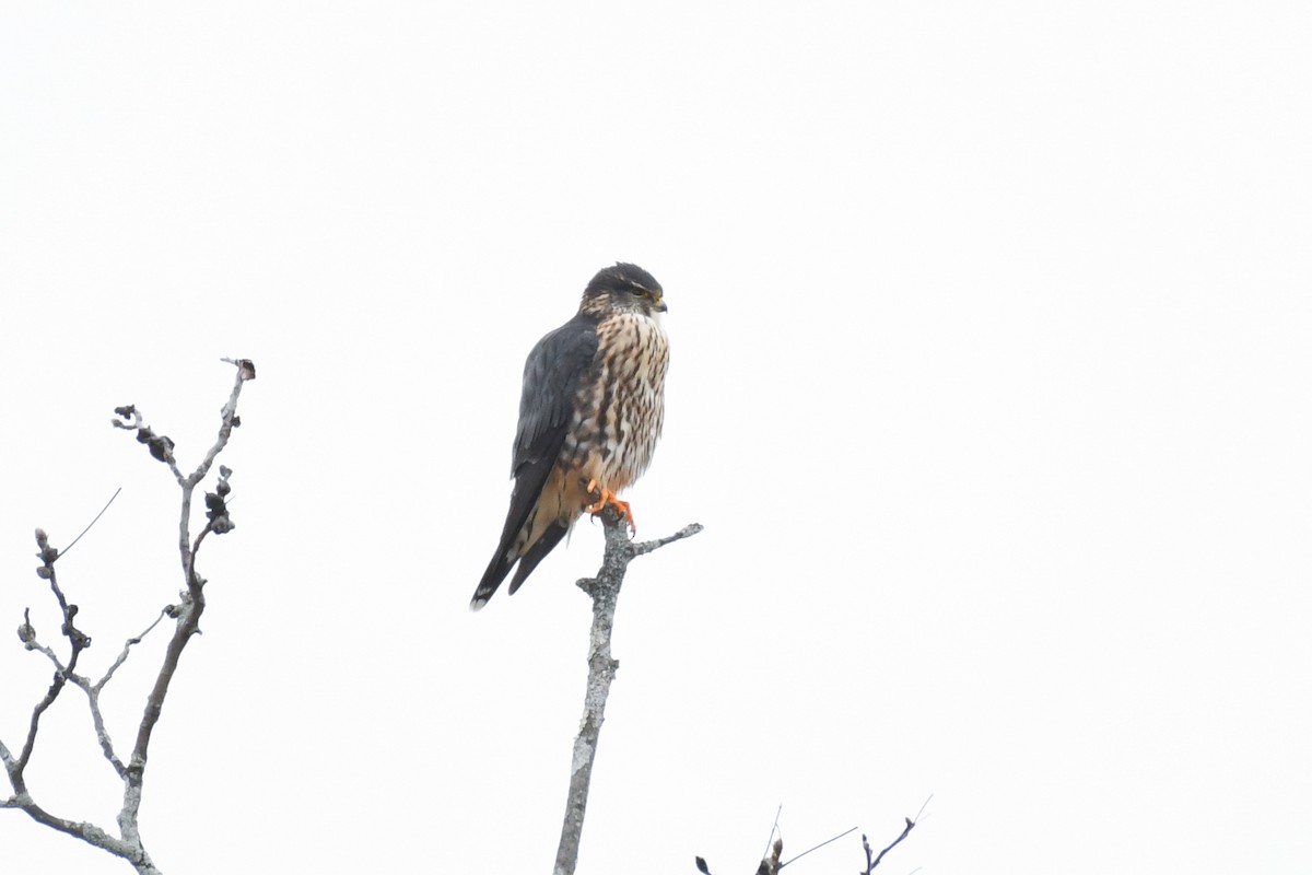 Merlin (Taiga) - ML628982440