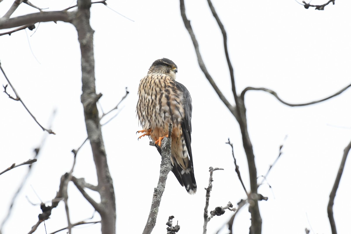 Merlin (Taiga) - ML628982441