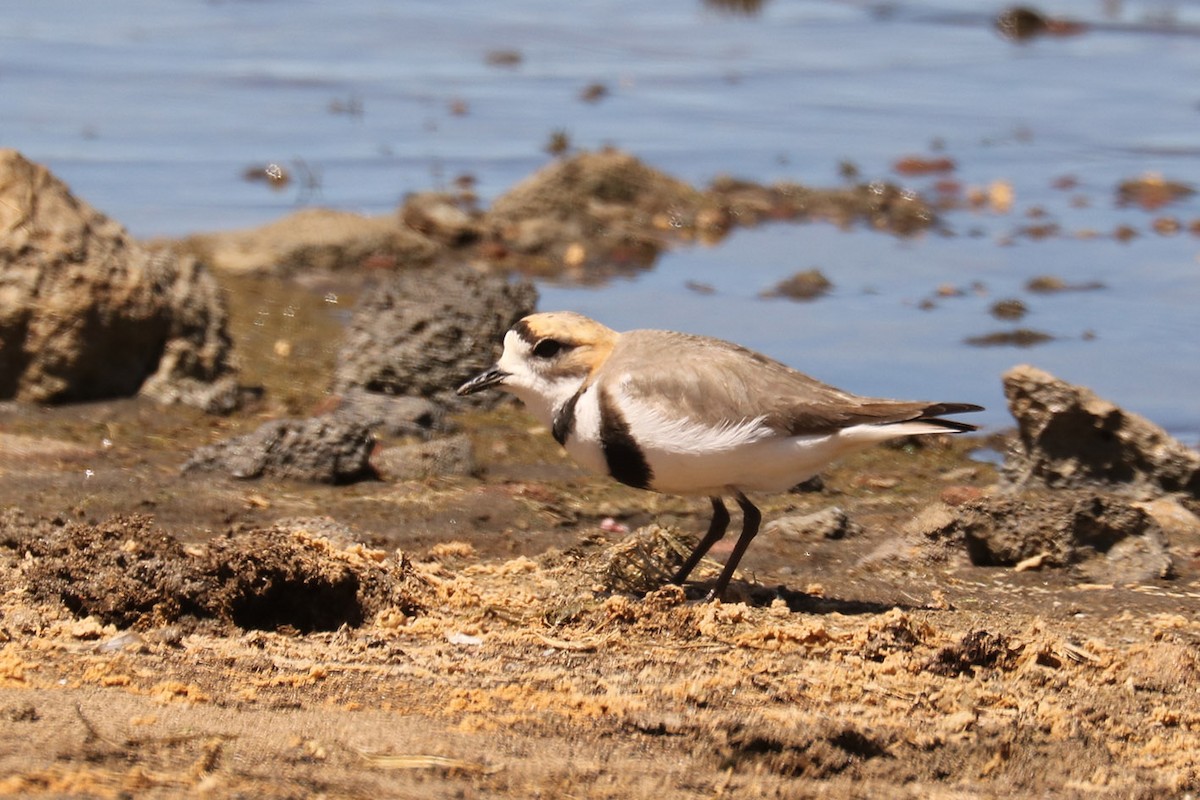 Two-banded Plover - ML628982499
