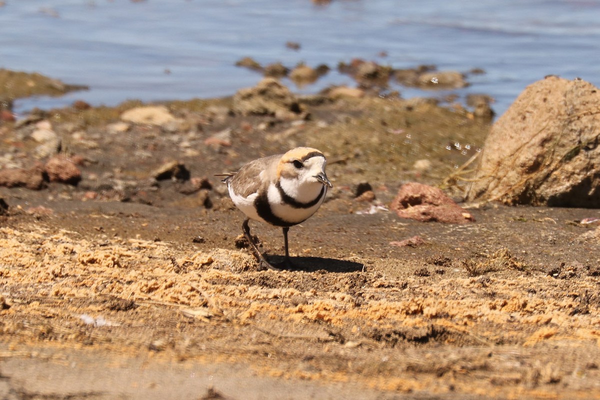 Two-banded Plover - ML628982500