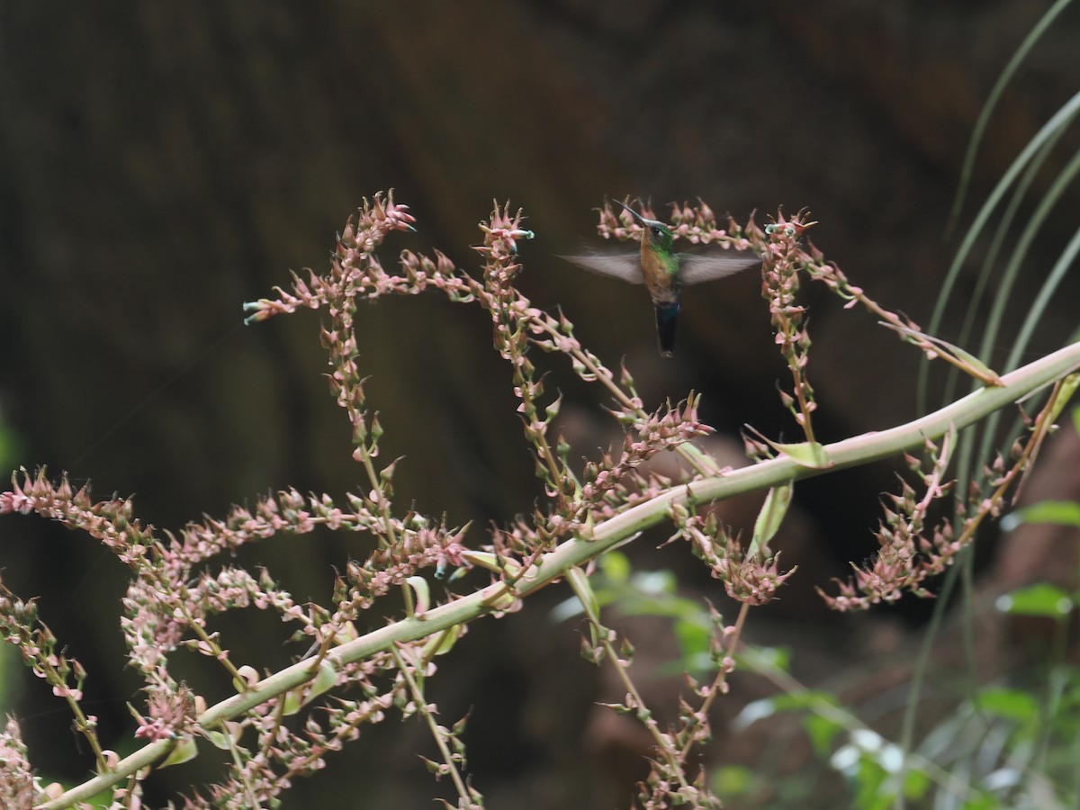 Blue-capped Puffleg - ML628982528