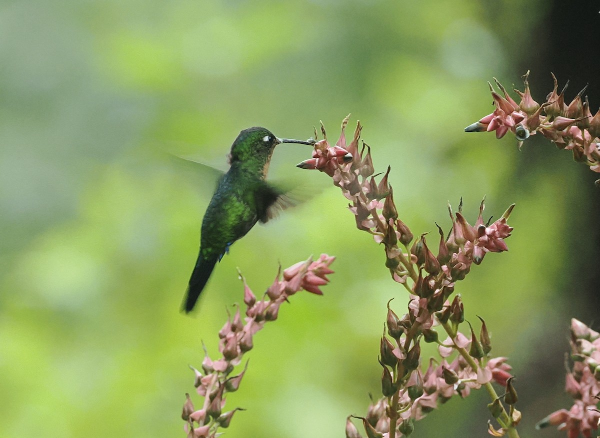 Blue-capped Puffleg - ML628982545