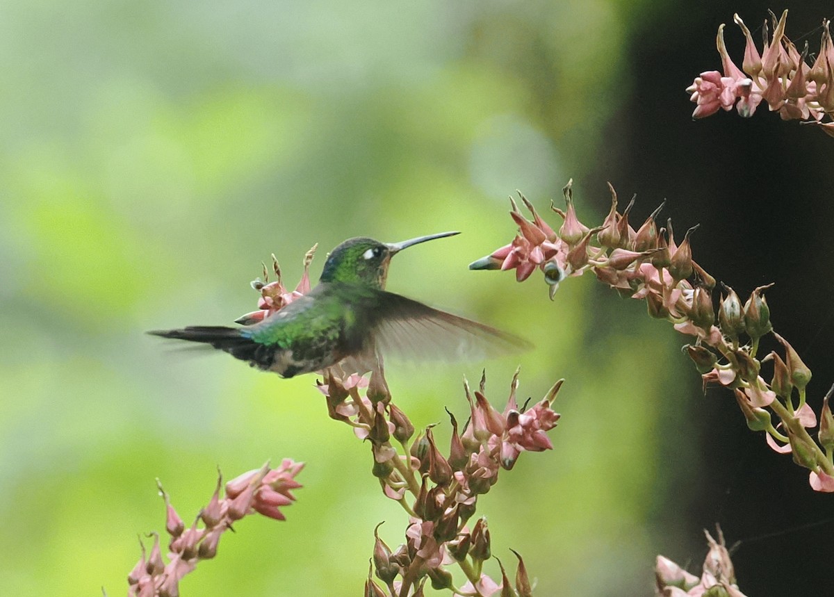 Blue-capped Puffleg - ML628982552