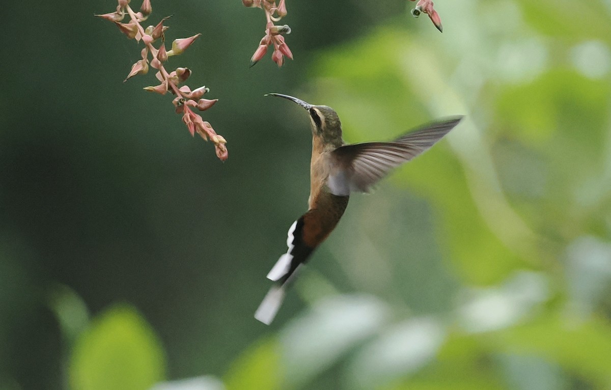 Planalto Hermit - ML628982560