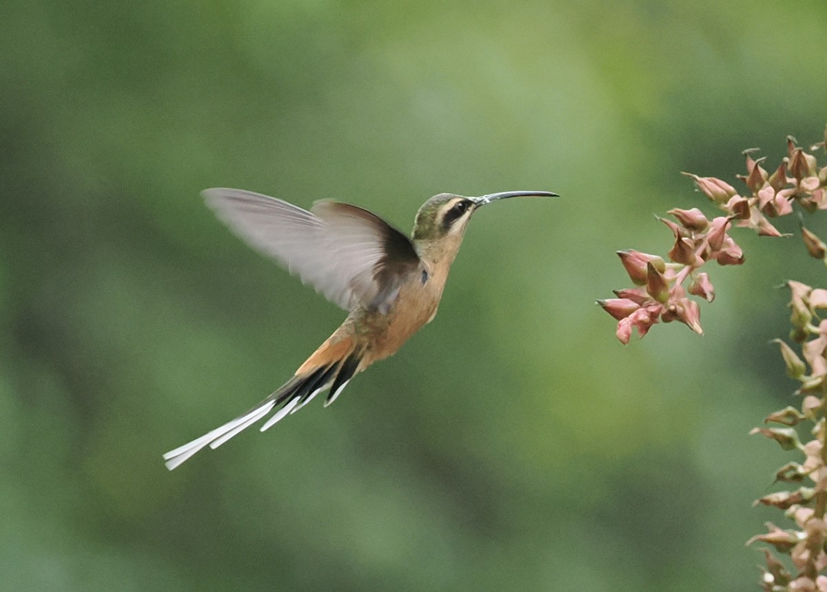 Planalto Hermit - ML628982573