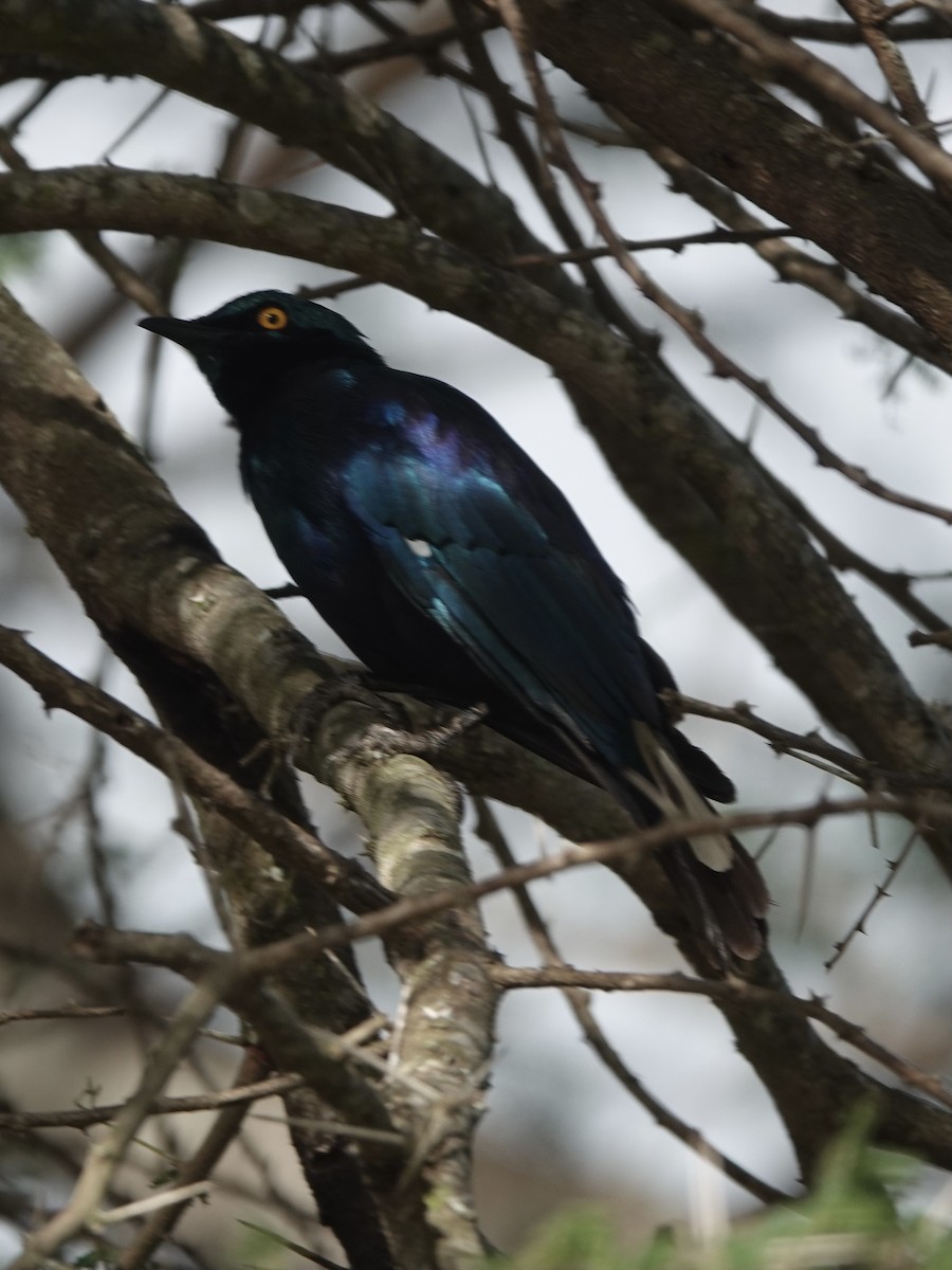 Greater Blue-eared Starling - ML628982649