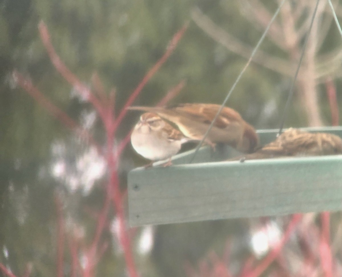 Chipping Sparrow - ML628982695