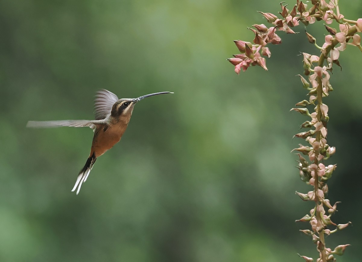 Planalto Hermit - ML628982745