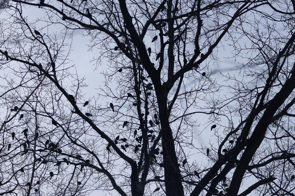 Common Grackle - ML628982770