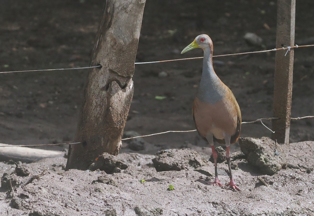 Giant Wood-Rail - ML628982820