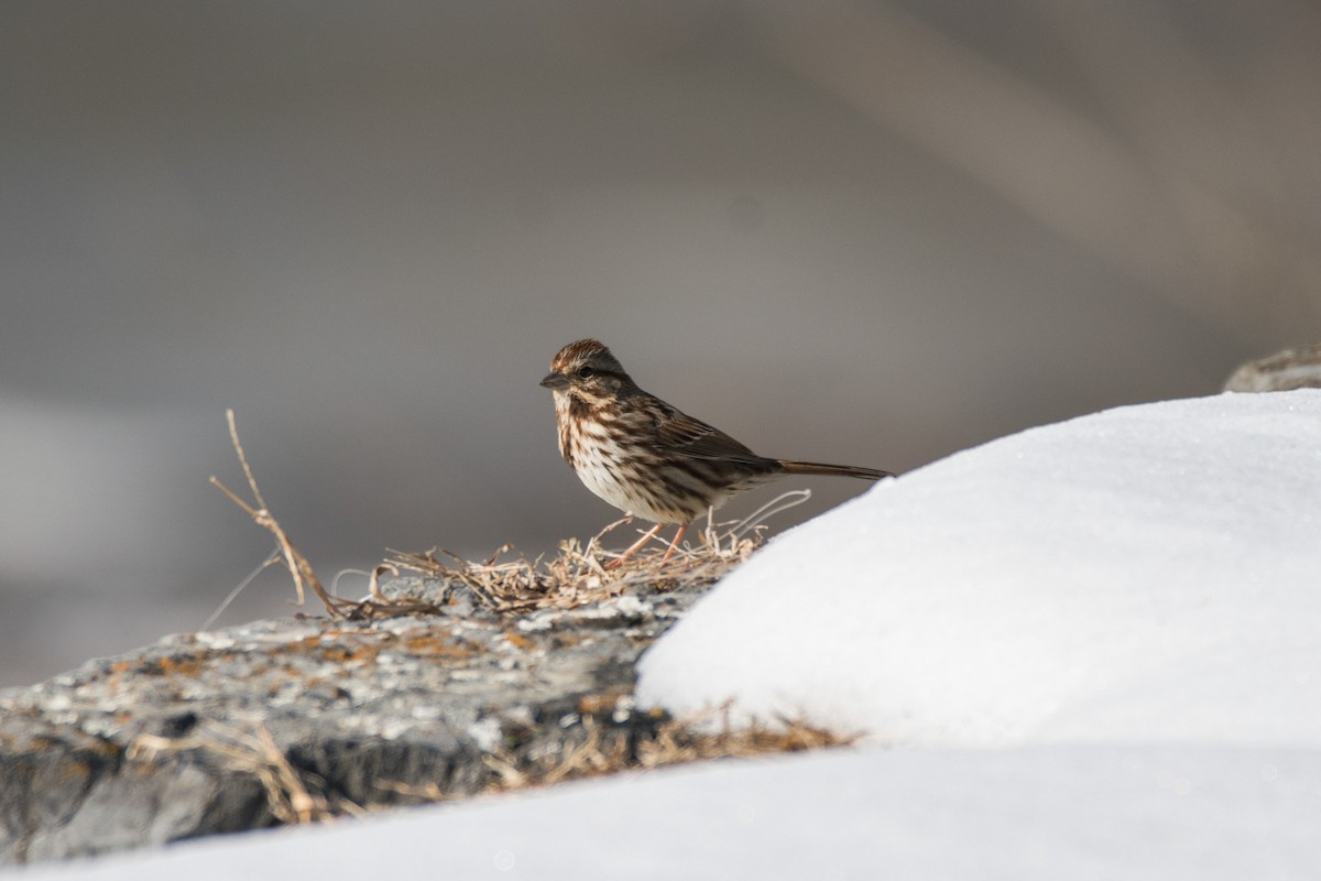 Song Sparrow - ML628982828