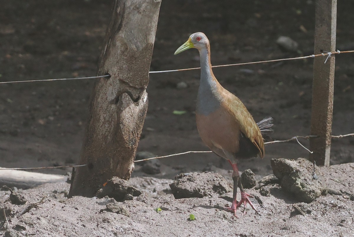 Giant Wood-Rail - ML628982832