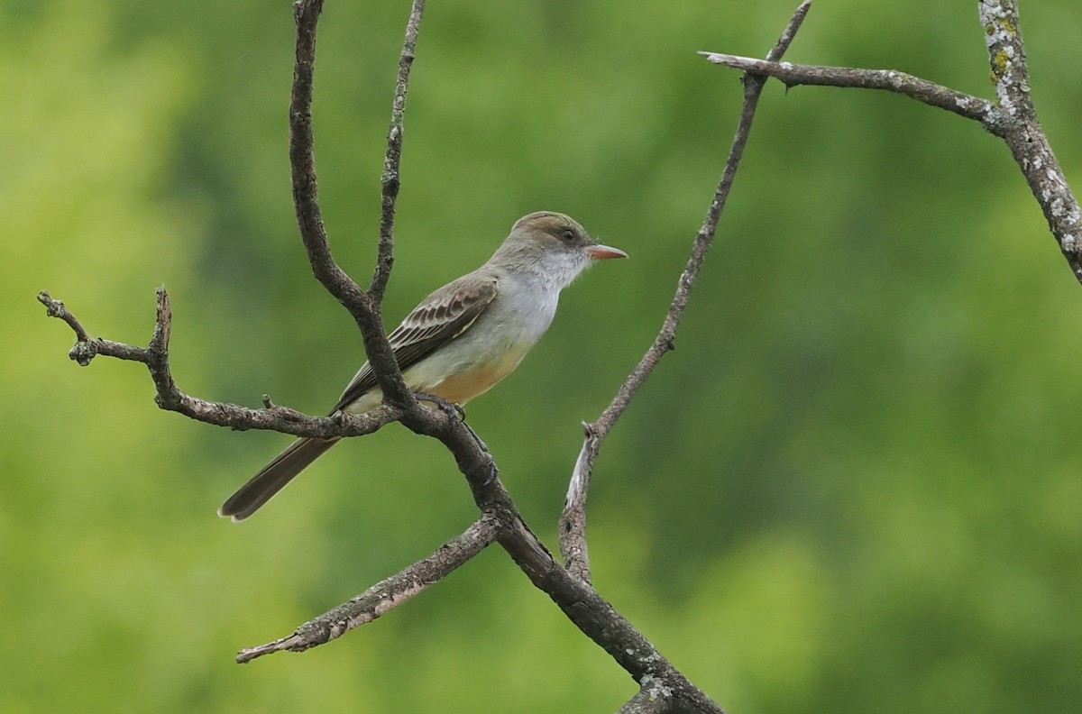 Swainson's Flycatcher - ML628982874