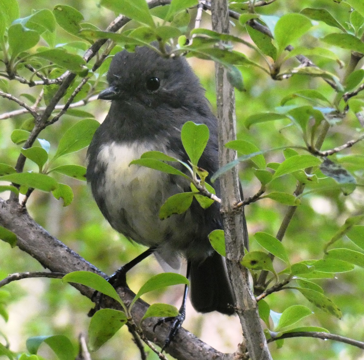 South Island Robin - ML628982877