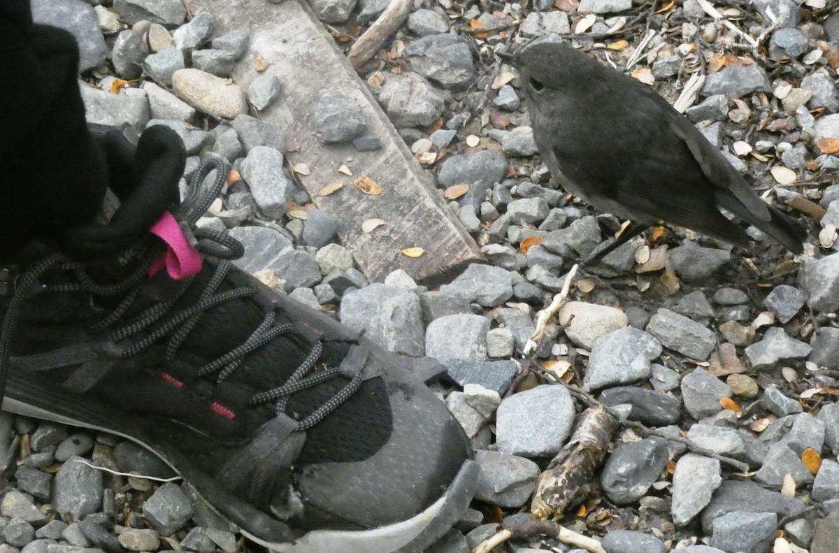 South Island Robin - ML628982878