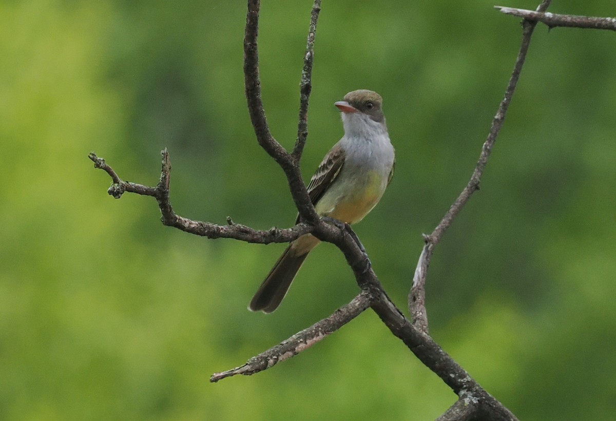 Swainson's Flycatcher - ML628982898