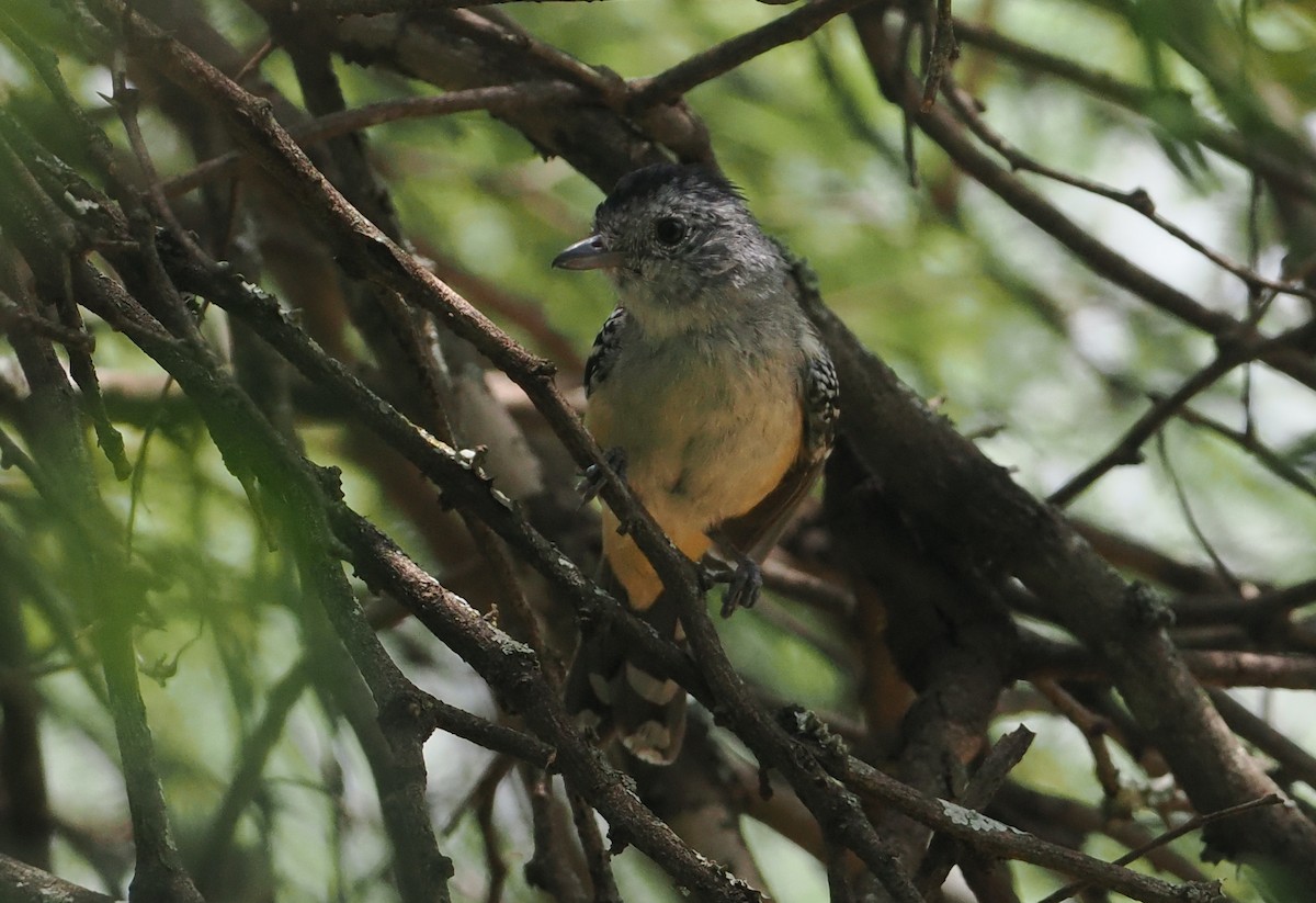 Variable Antshrike - ML628982911