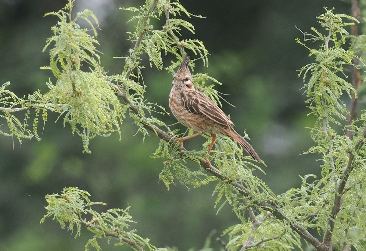 Lark-like Brushrunner - ML628982940