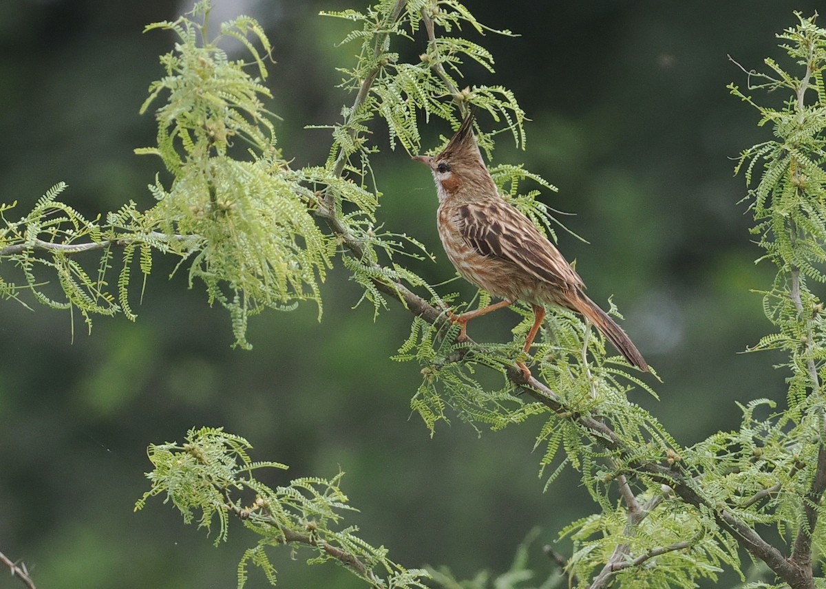 Lark-like Brushrunner - ML628982951