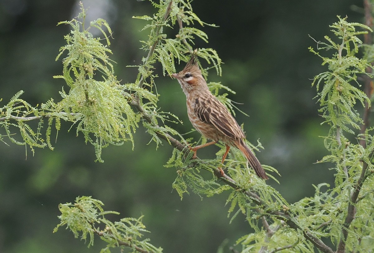 Lark-like Brushrunner - ML628982975