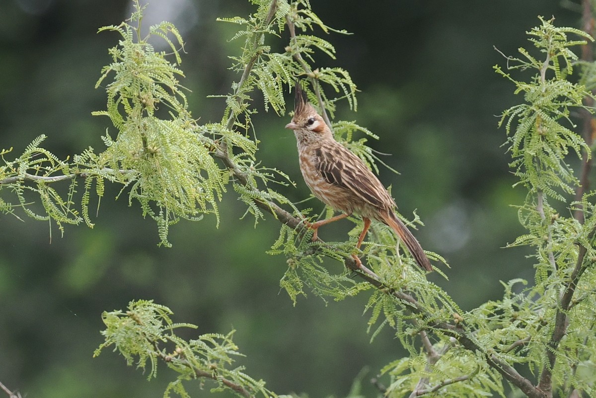 Lark-like Brushrunner - ML628982990