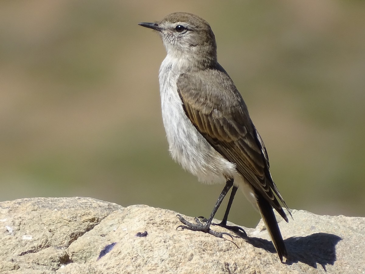 White-browed Ground-Tyrant - ML628982992