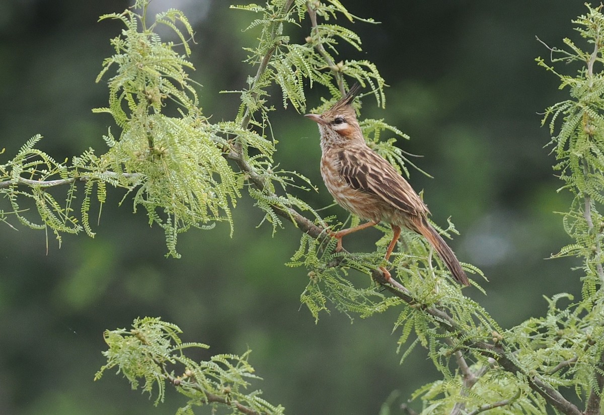 Lark-like Brushrunner - ML628983003