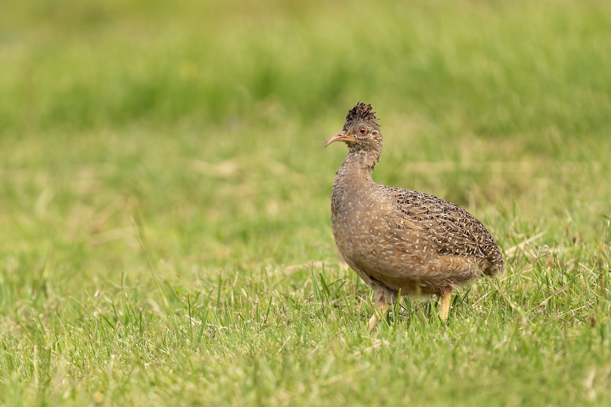 Andean Tinamou - ML628983053