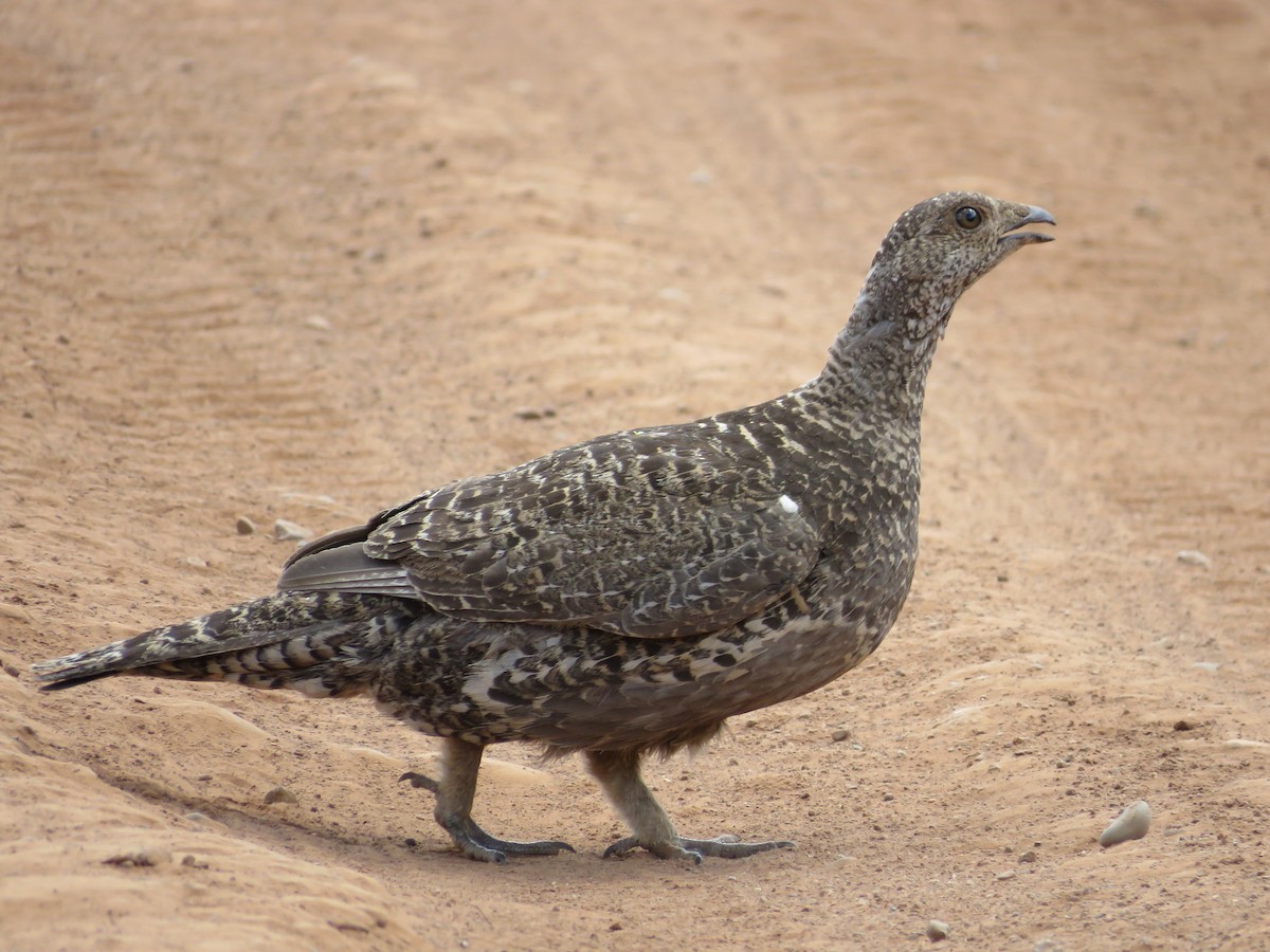 Dusky Grouse - ML62898321
