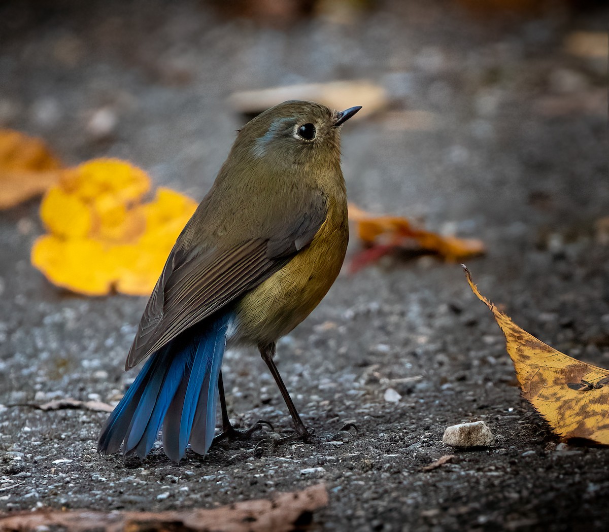 Rufous-breasted Bush-Robin - ML628983339