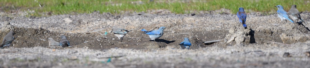 Mountain Bluebird - ML628983410