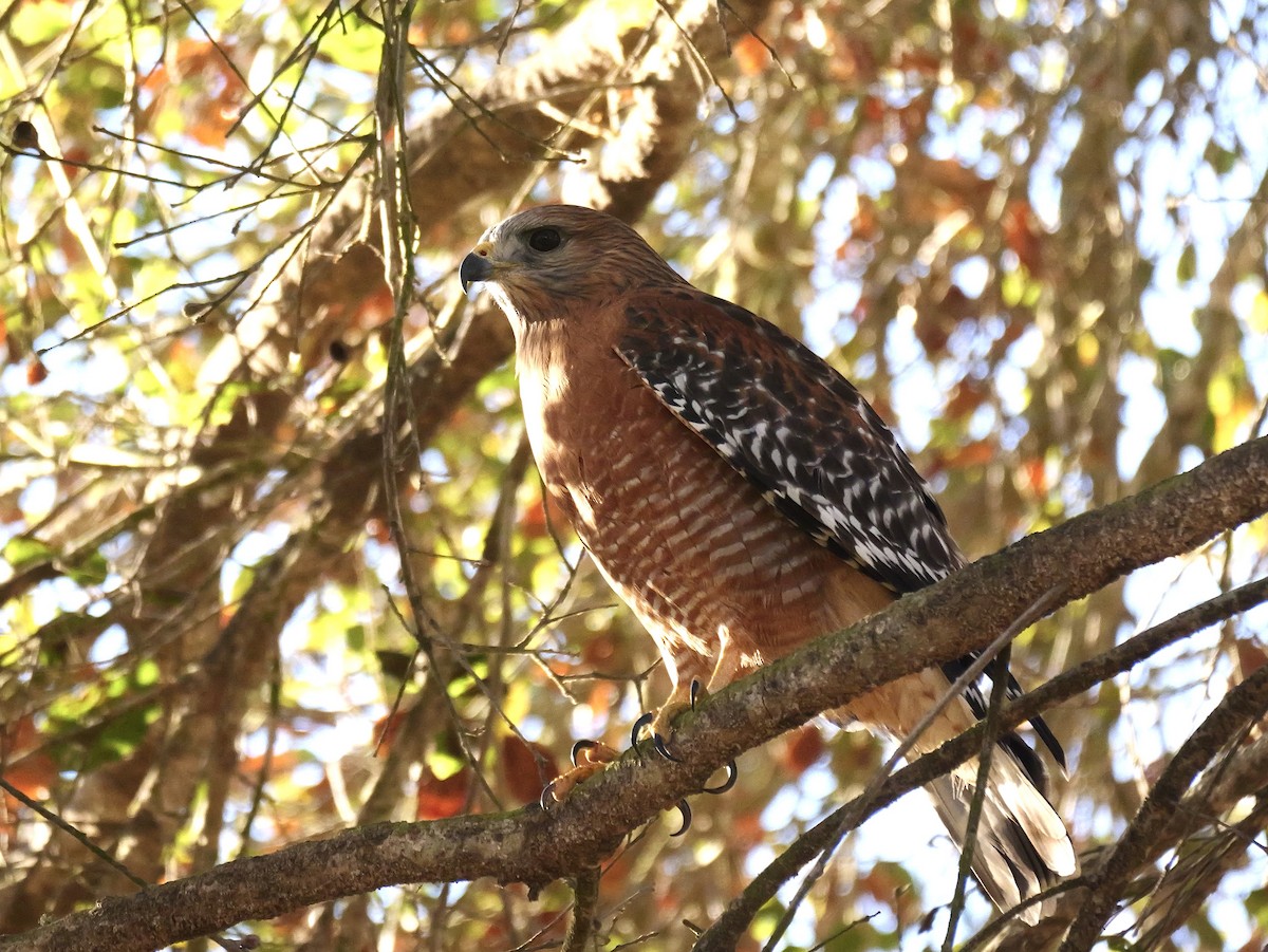 Red-shouldered Hawk - ML628983442