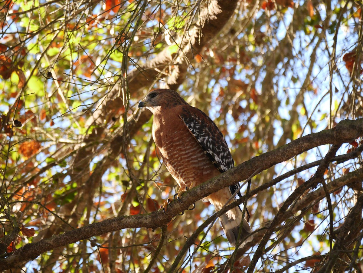 Red-shouldered Hawk - ML628983444