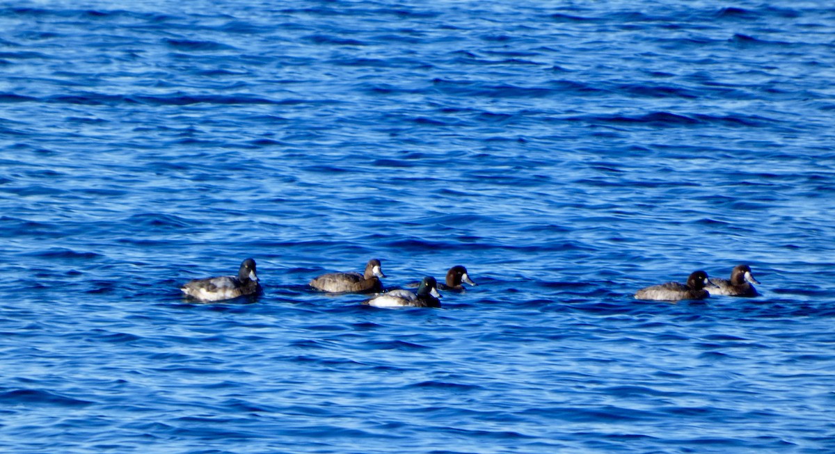 Moretta grigia - ML628983875