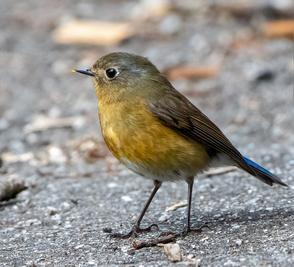 Rufous-breasted Bush-Robin - ML628983898