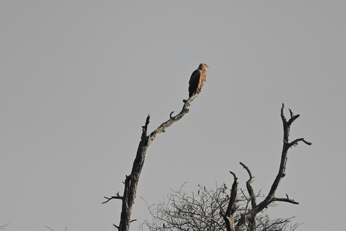 Tawny Eagle - ML628983966