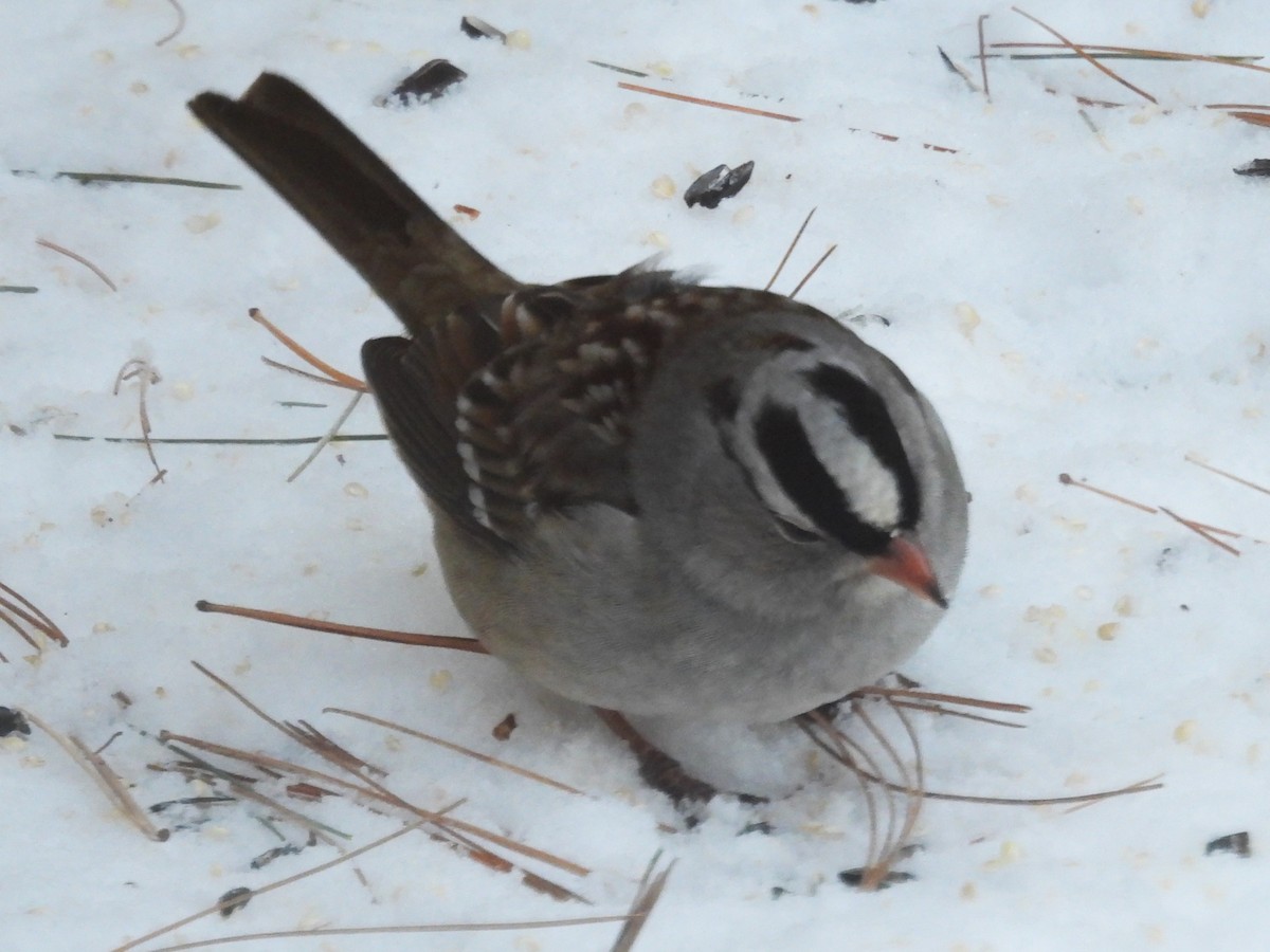 White-crowned Sparrow - ML628983973